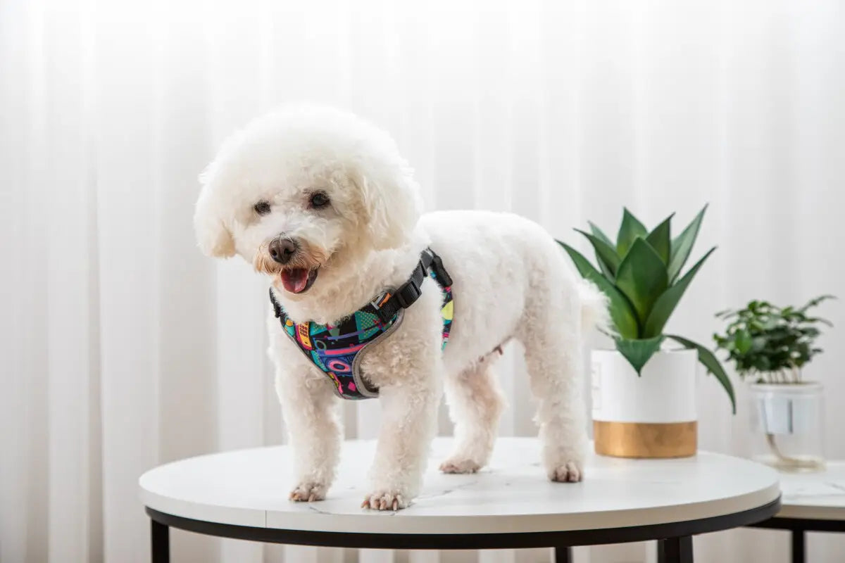 Pet Dog Vest Harness & Leash Set – Adjustable Soft Walking Harness for Small Dogs & Cats | Comfortable No-Pull Pet Vest CJ