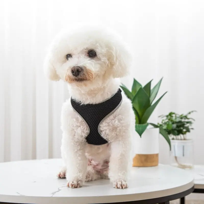 Pet Dog Vest Harness & Leash Set – Adjustable Soft Walking Harness for Small Dogs & Cats | Comfortable No-Pull Pet Vest CJ