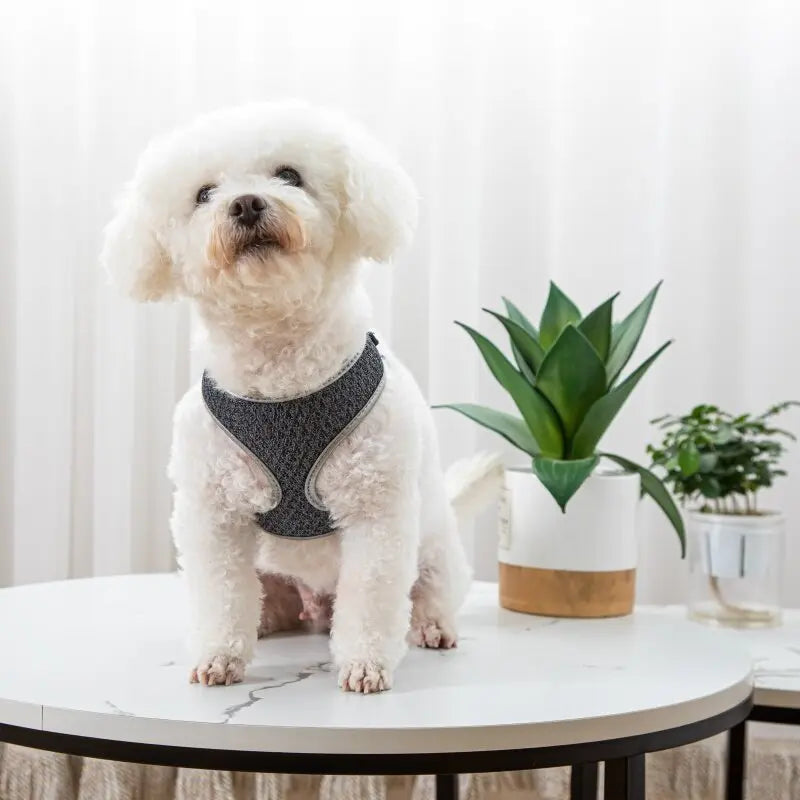Pet Dog Vest Harness & Leash Set – Adjustable Soft Walking Harness for Small Dogs & Cats | Comfortable No-Pull Pet Vest CJ