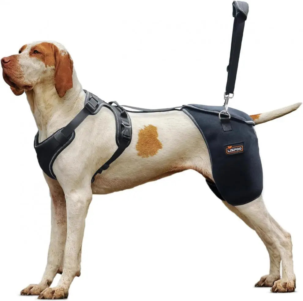 Dog Hip & Knee Support Harness – Breathable Pet Mobility Brace | Adjustable Rear Leg Support for Dogs CJ