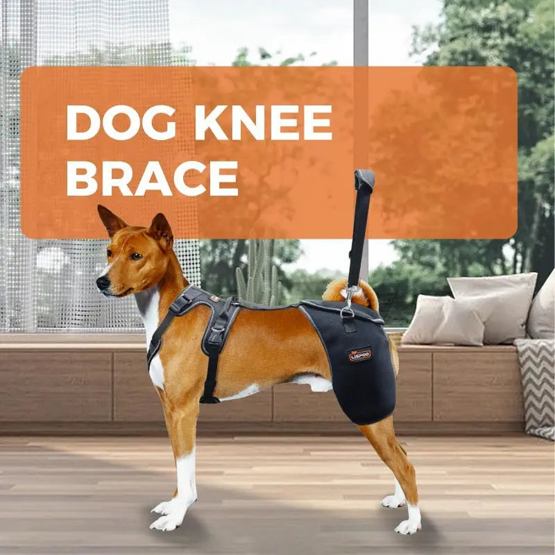 Dog Hip & Knee Support Harness – Breathable Pet Mobility Brace | Adjustable Rear Leg Support for Dogs CJ